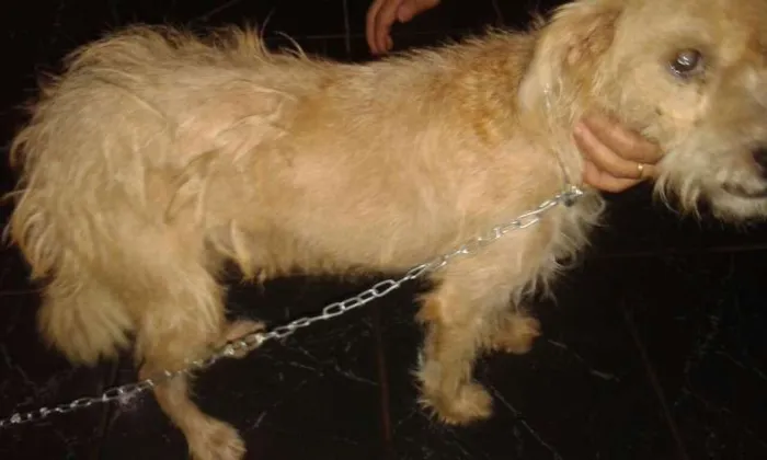 Cachorro ra a SRD idade 1 ano nome URGENTE