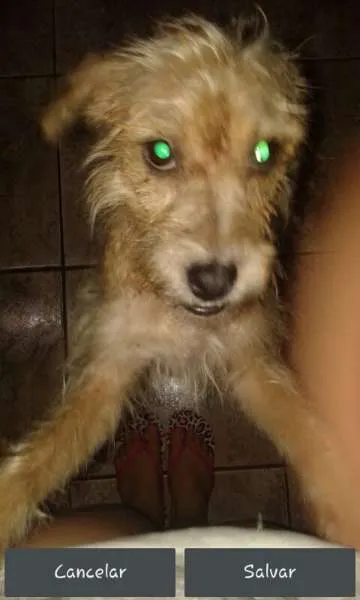 Cachorro ra a SRD idade 1 ano nome URGENTE