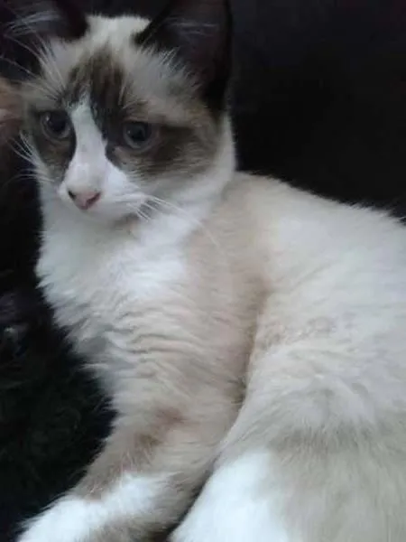 Gato ra a Siamês idade 2 a 6 meses nome A definir