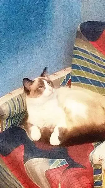 Gato ra a Siamês idade 2 a 6 meses nome A definir