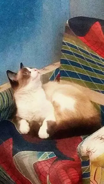 Gato ra a Siamês idade 2 a 6 meses nome A definir