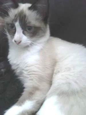 Gato raça Siamês idade 2 a 6 meses nome A definir