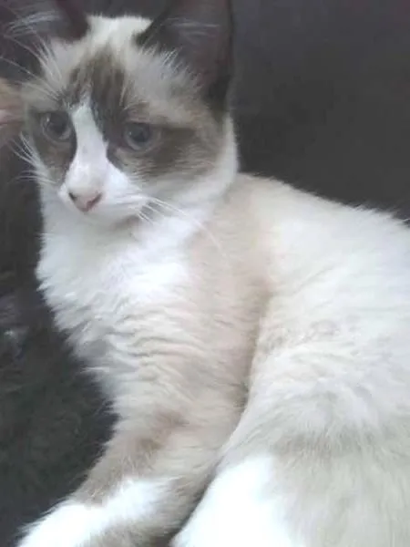 Gato ra a Siamês idade 2 a 6 meses nome A definir
