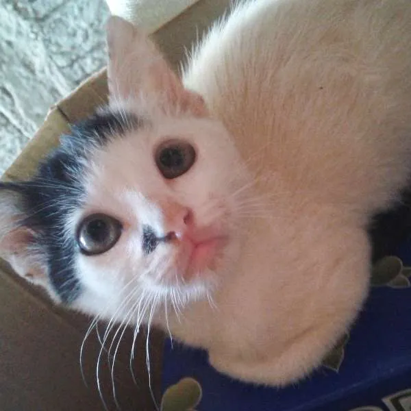 Gato ra a idade 2 a 6 meses nome Miquituche