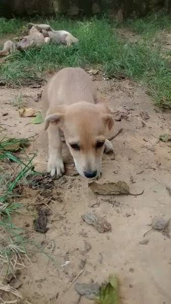 Cachorro ra a Vira Lata idade Abaixo de 2 meses nome Filhotes