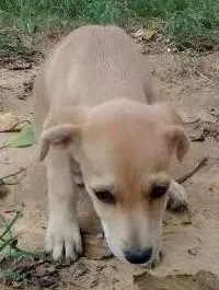 Cachorro ra a Vira Lata idade Abaixo de 2 meses nome Filhotes
