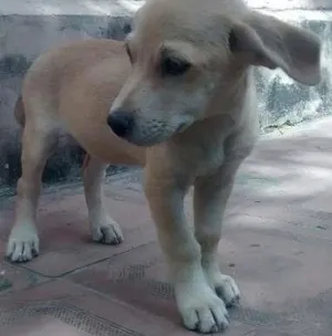 Cachorro raça Vira Lata idade Abaixo de 2 meses nome Filhotes