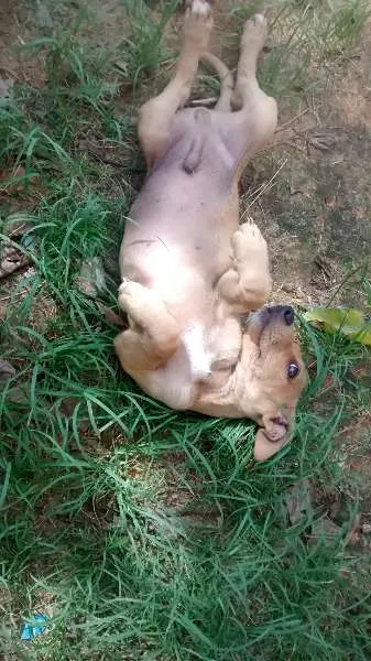 Cachorro ra a Vira Lata idade Abaixo de 2 meses nome Filhotes
