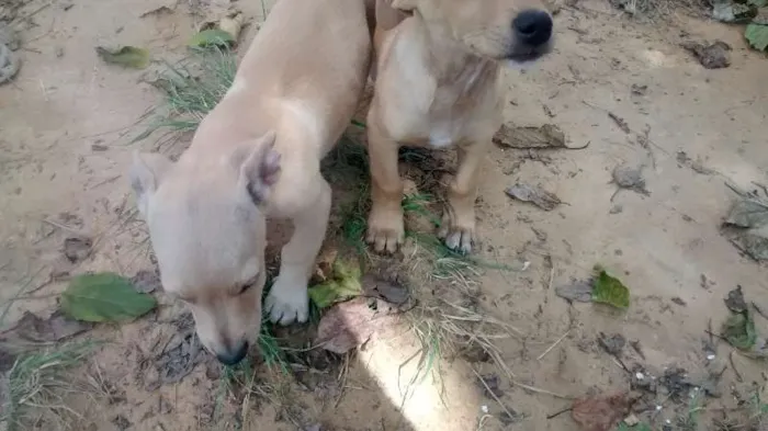 Cachorro ra a Vira Lata idade Abaixo de 2 meses nome Filhotes