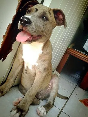 Cachorro ra a Pitt Bull idade 2 a 6 meses nome Tyller