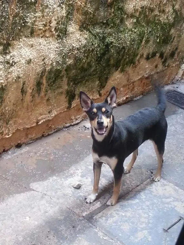 Cachorro ra a sem raca definida  idade 1 ano nome preta