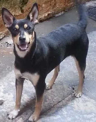 Cachorro ra a sem raca definida  idade 1 ano nome preta