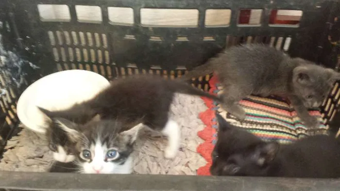 Gato ra a  idade Abaixo de 2 meses nome sem nome