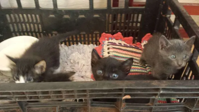 Gato ra a  idade Abaixo de 2 meses nome sem nome