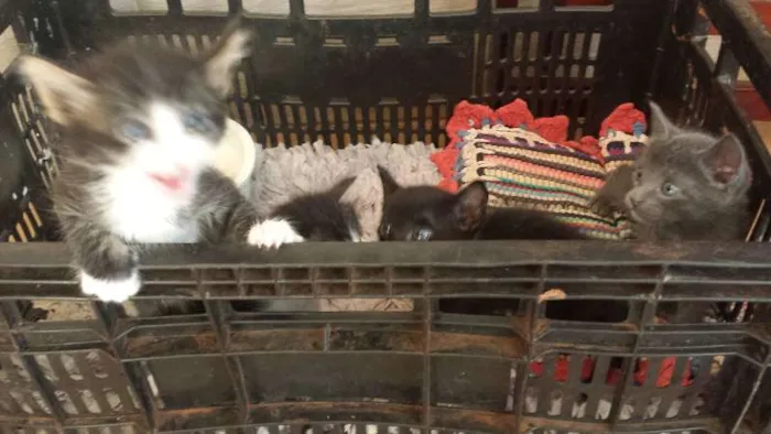 Gato ra a  idade Abaixo de 2 meses nome sem nome