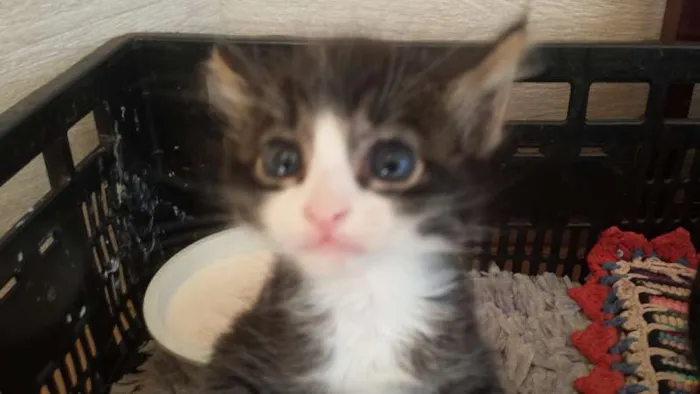 Gato ra a  idade Abaixo de 2 meses nome sem nome