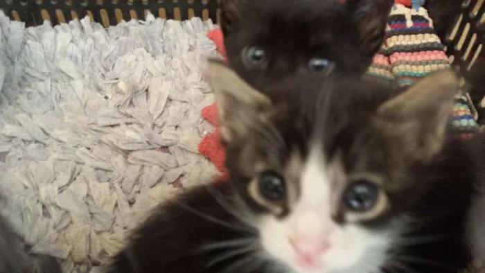 Gato ra a  idade Abaixo de 2 meses nome sem nome
