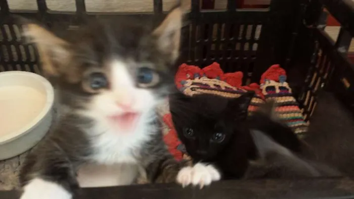Gato ra a  idade Abaixo de 2 meses nome sem nome