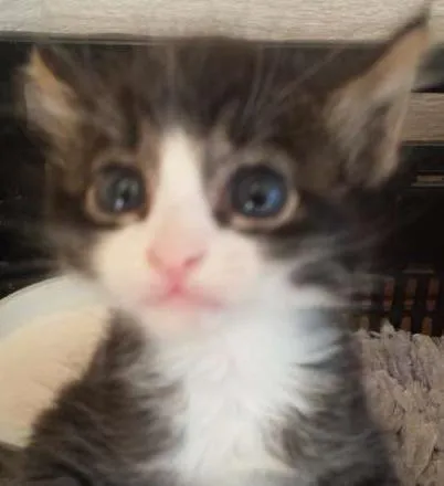 Gato ra a  idade Abaixo de 2 meses nome sem nome