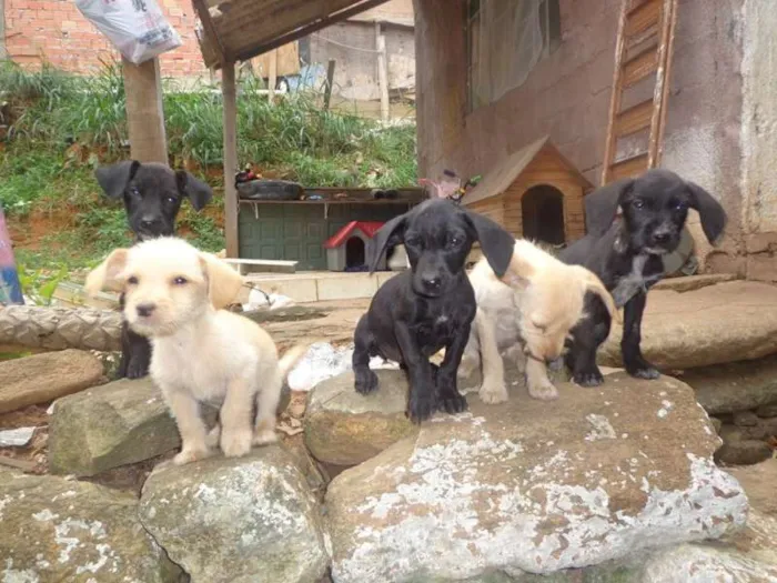 Cachorro ra a vira lata idade 2 a 6 meses nome sem nome