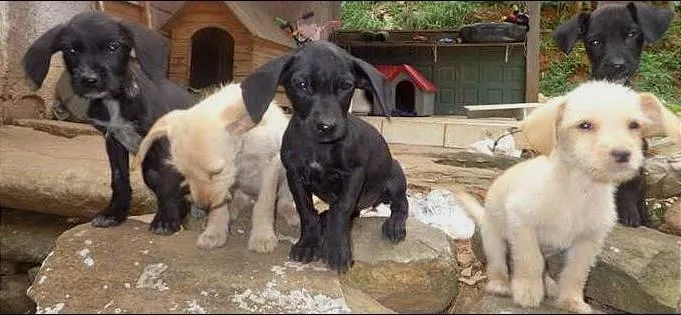 Cachorro ra a vira lata idade 2 a 6 meses nome sem nome