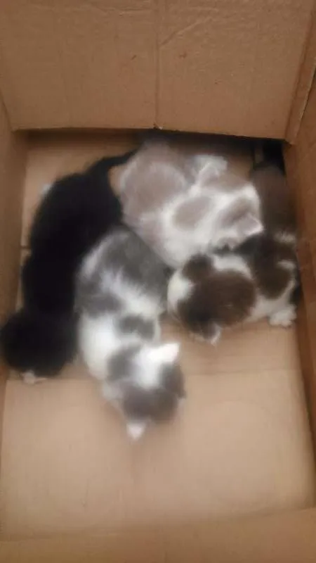 Gato ra a vira lata idade 2 a 6 meses nome sem nome