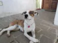 Luana
