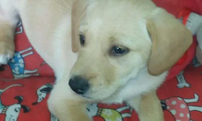 Cachorro ra a vira-lata idade 2 a 6 meses nome Brigitte 