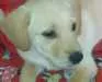 Cachorro raça vira-lata idade 2 a 6 meses nome Brigitte 