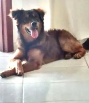 Cachorro raça mistura com pastor alemão idade 7 a 11 meses nome checheu