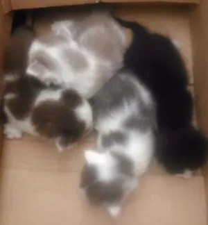 Gato raça vira lata idade 2 a 6 meses nome sem nome