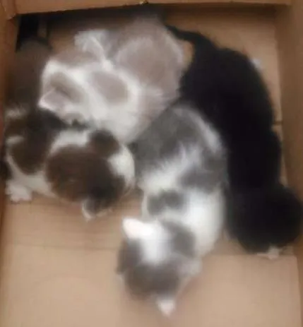 Gato ra a vira lata idade 2 a 6 meses nome sem nome