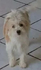 Cachorro raça não definida idade 1 ano nome Mel