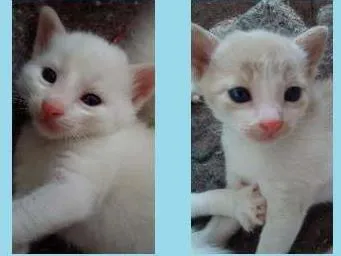 Gato raça  idade Abaixo de 2 meses nome Não tem