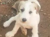 Cachorro raça Vira-lata idade 2 a 6 meses nome BranquinhoS tem nome