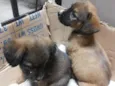Lulu, Pepe e Pol