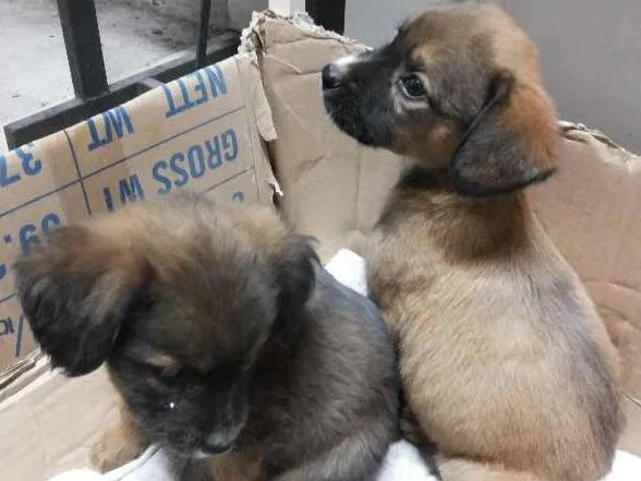 Cachorro ra a  idade Abaixo de 2 meses nome Lulu, Pepe e Pol