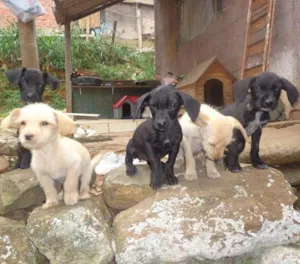 Cachorro raça vira lata idade 2 a 6 meses nome sem nome