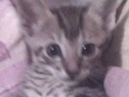 Gato ra a vira-latas idade 2 a 6 meses nome sem nomes 