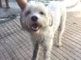 Cãozinho perdido!!!