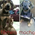 Dudu e Belinha