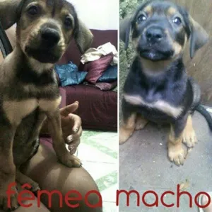 Cachorro raça Vira-lata idade 2 a 6 meses nome Dudu e Belinha