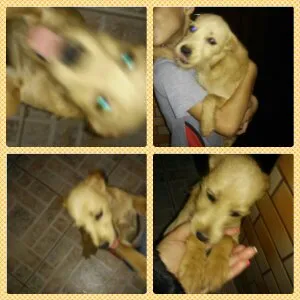 Cachorro ra a Guapeca idade 2 a 6 meses nome Pitty