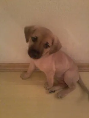 Cachorro raça VIRA LATA idade Abaixo de 2 meses nome MIUDA