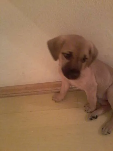 Cachorro ra a VIRA LATA idade Abaixo de 2 meses nome MIUDA