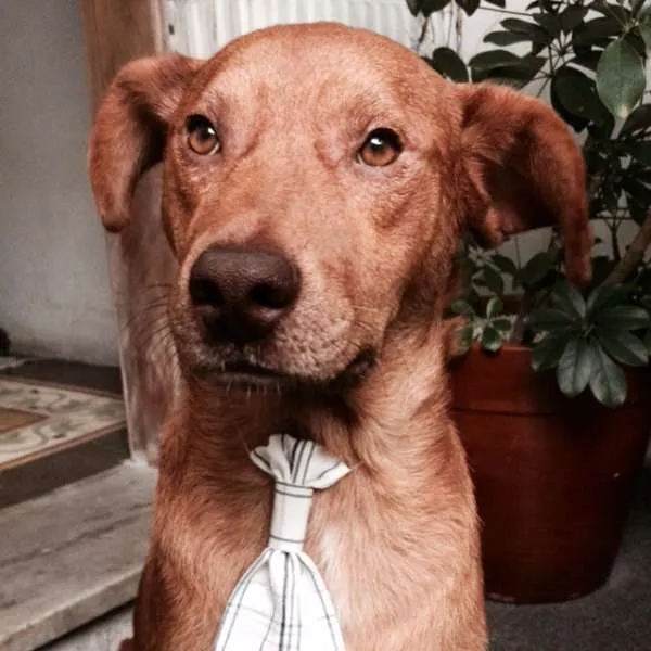 Cachorro ra a SRD idade 1 ano nome Nino