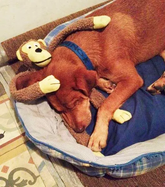 Cachorro ra a SRD idade 1 ano nome Nino