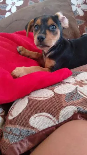 Cachorro raça vira lata idade 2 a 6 meses nome a escolher