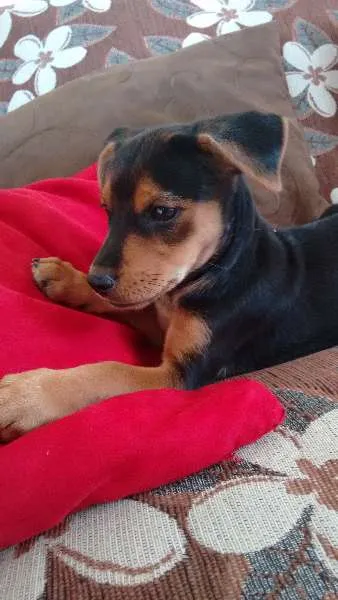 Cachorro raça vira lata idade 2 a 6 meses nome a escolher