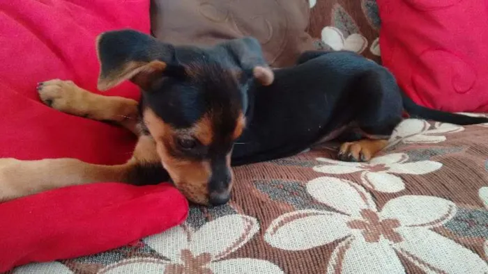 Cachorro raça vira lata idade 2 a 6 meses nome a escolher